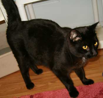 BRUTUS