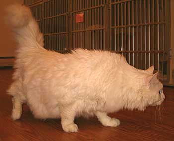 FLUFFY