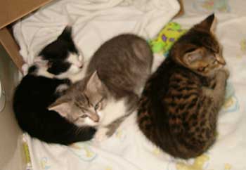 KITTENS, KITTENS, KITTENS!