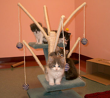 MORE KITTENS