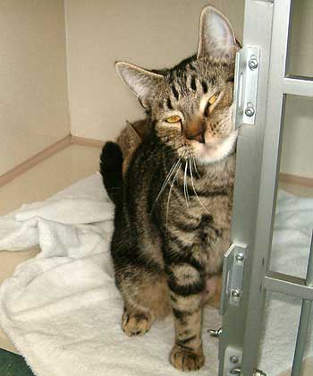 TABBY