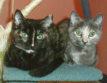 AVA & BUTTONS