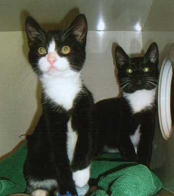KITTENS (4)