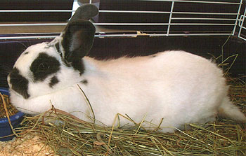 CADBURY