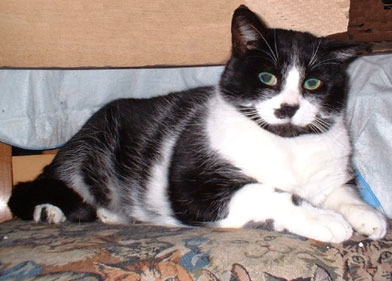 Louis ... ADOPTED!!