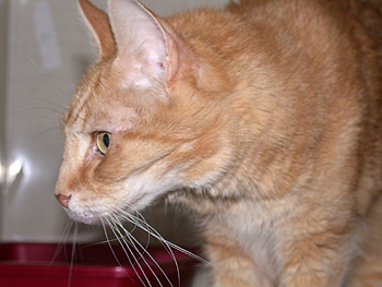 LEO - Adopted!
