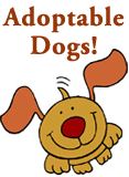Adopt Dogs