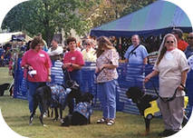 Top Dog Team Challenge