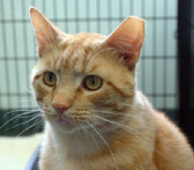 Arthur, the Survivor, finds a new home