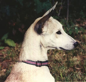 Perra