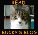 Buckys Blog