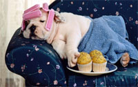 Is Your Dog The Ultimate Couch Potato