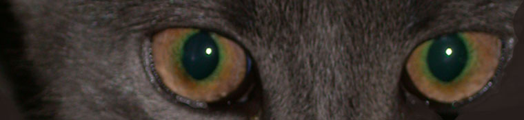 Conway Area Humane Society