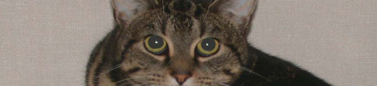 Conway Area Humane Society