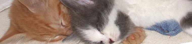 Conway Area Humane Society
