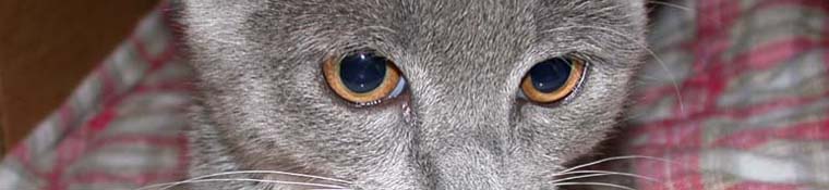 Conway Area Humane Society