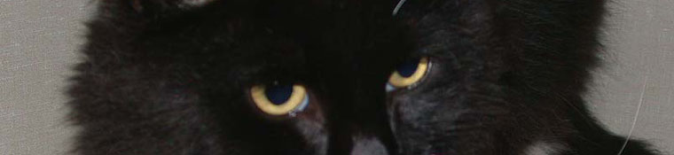 Conway Area Humane Society