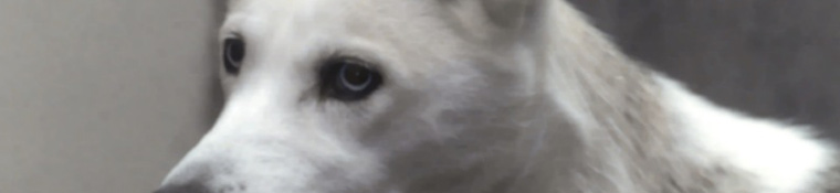 Conway Area Humane Society