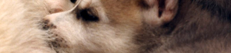 Conway Area Humane Society
