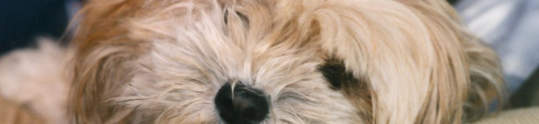 Conway Area Humane Society