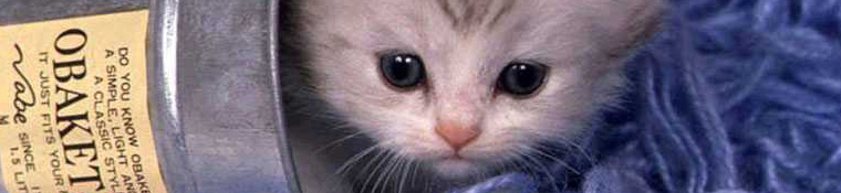 Conway Area Humane Society