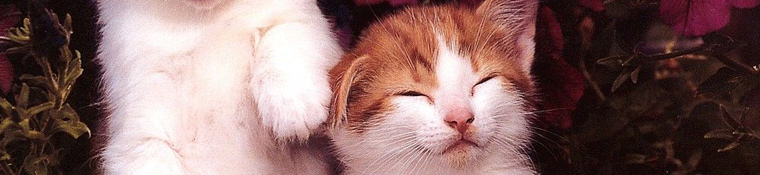 Conway Area Humane Society