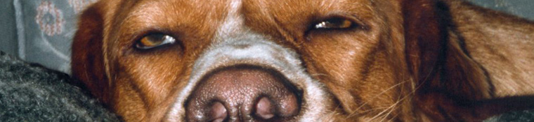 Conway Area Humane Society