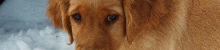 Conway Area Humane Society