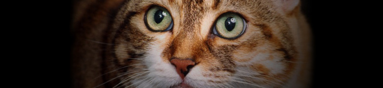 Conway Area Humane Society