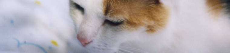 Conway Area Humane Society