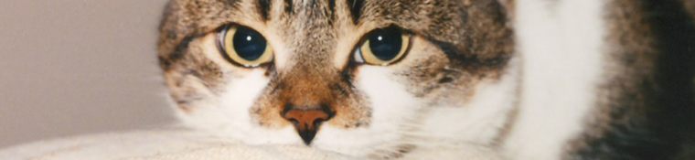 Conway Area Humane Society