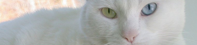 Conway Area Humane Society