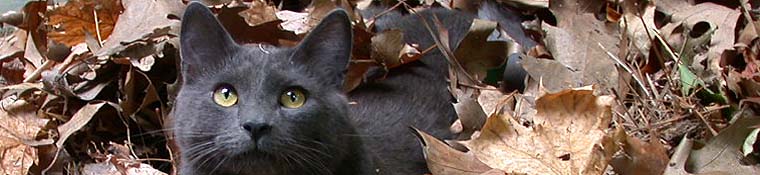 Conway Area Humane Society