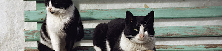 Conway Area Humane Society