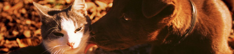 Conway Area Humane Society