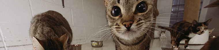 Conway Area Humane Society