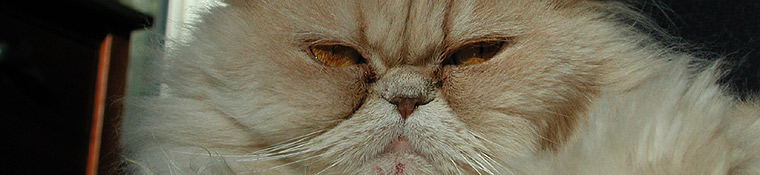 Conway Area Humane Society
