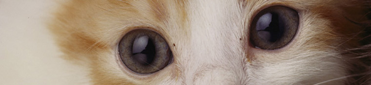 Conway Area Humane Society