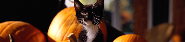 Conway Area Humane Society
