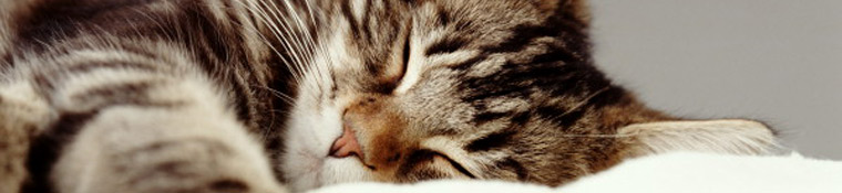 Conway Area Humane Society