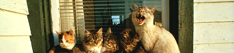 Conway Area Humane Society
