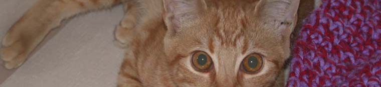 Conway Area Humane Society
