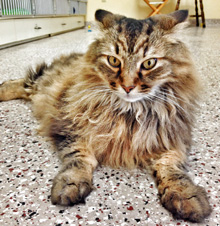 adopted cat