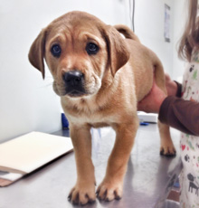 Puppy for adoption