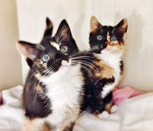 Adopt A Cat