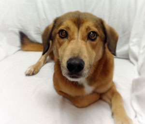 Dog for Adoption