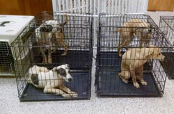 rescue