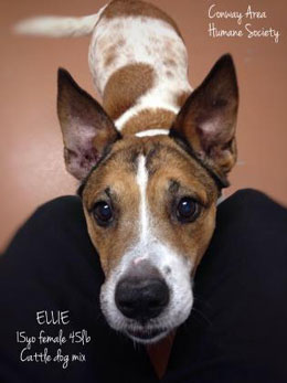 Ellie adoptable dog